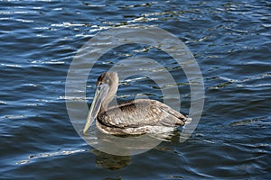 Close up of a juvenile Brown Pelican swimming in the water