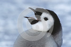 Close-up of Juvenile Emperor Penguin with open beak