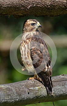 Close up of a juvenile fledged Broad-winged hawk