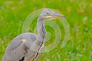 Close-up of a juvenile grey heron in a green meadow