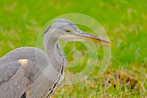 Close-up of a juvenile grey heron in a green meadow