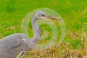 Close-up of a juvenile grey heron in a green meadow