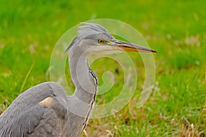 Close-up of a juvenile grey heron in a green meadow