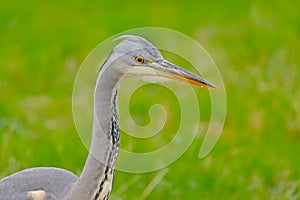 Close-up of a juvenile grey heron head in a green meadow