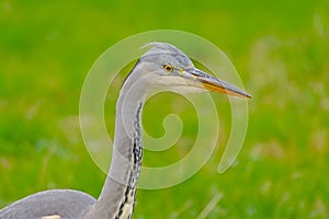 Close-up of a juvenile grey heron head in a green meadow