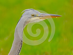 Close-up of a juvenile grey heron head in a green meadow