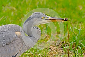 Close-up of a juvenile grey heron head with a salamander in it`s beak