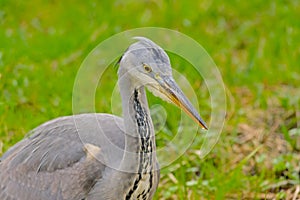Close-up of a juvenile grey heron standing in a green meadow