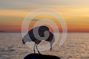 A close up of a juvenile heron at Redondo beach at sunset