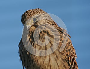 Close-up of juvenile kestrel against blue sky