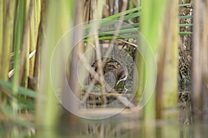 Close up of a juvenile little crake foraging at a swamp in the Netherlands.