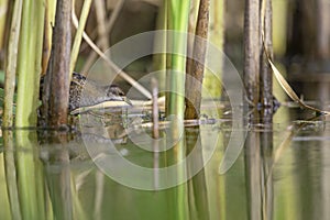 Close up of a juvenile little crake foraging at a swamp in the Netherlands.