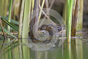 Close up of a juvenile little crake foraging at a swamp in the Netherlands.