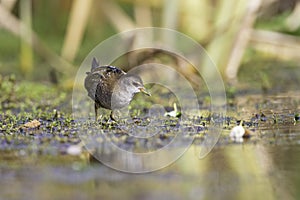 Close up of a juvenile little crake foraging at a swamp in the Netherlands.