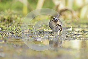 Close up of a juvenile little crake foraging at a swamp in the Netherlands.