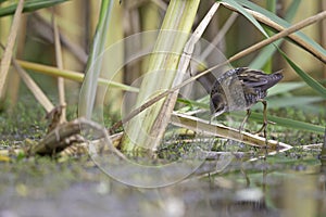 Close up of a juvenile little crake foraging at a swamp in the Netherlands.