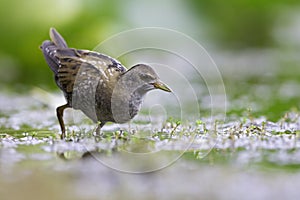 Close up of a juvenile little crake foraging at a swamp in the Netherlands.