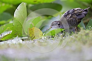 Close up of a juvenile little crake foraging at a swamp in the Netherlands.