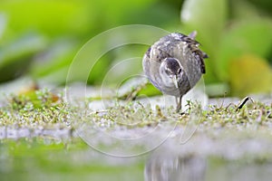 Close up of a juvenile little crake foraging at a swamp in the Netherlands.