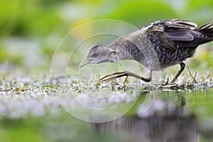 Close up of a juvenile little crake foraging at a swamp in the Netherlands.