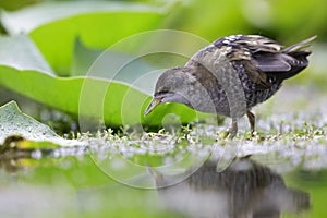 Close up of a juvenile little crake foraging at a swamp in the Netherlands.