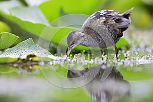 Close up of a juvenile little crake foraging at a swamp in the Netherlands.