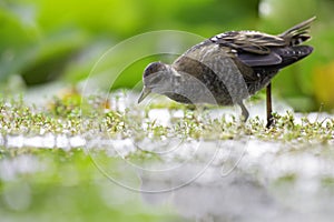 Close up of a juvenile little crake foraging at a swamp in the Netherlands.