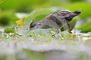 Close up of a juvenile little crake foraging at a swamp in the Netherlands.