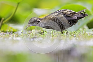 Close up of a juvenile little crake foraging at a swamp in the Netherlands.