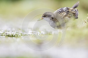 Close up of a juvenile little crake foraging at a swamp in the Netherlands.