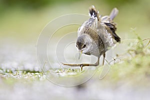 Close up of a juvenile little crake foraging at a swamp in the Netherlands.