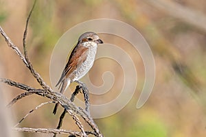 Close up of Juvenile Red-backed shrike Lanius collurio in nature