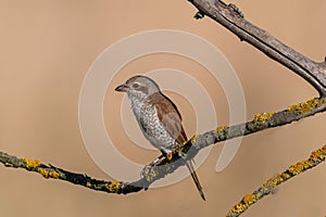 Close up of Juvenile Red-backed shrike Lanius collurio in nature