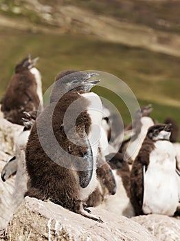 Close up of a juvenile rockhopper penguin on rock