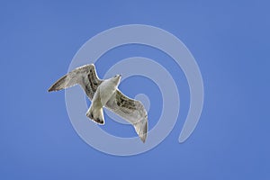 Close up of a juvenile seagull hovering against the wind against a blue sky