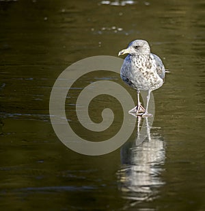 Close up of a Juvenile seagull standing on frozen lake with ice reflection