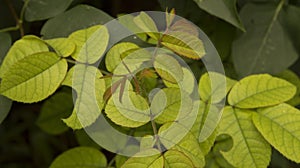 close-up: juvenille leaves and branches of a rose