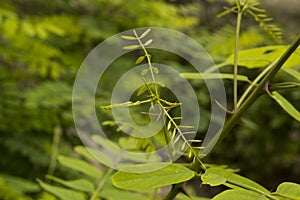 close-up: juvenille leaves and branches of a rose