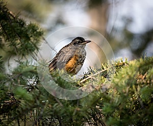 Close up of juvinile varied thrush in pine tree