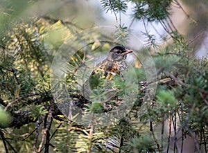 Close up of juvinile varied thrush in pine tree