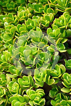 Close up of Kalanchoe - succulent