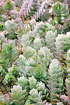 Close up of Kalanchoe - succulent
