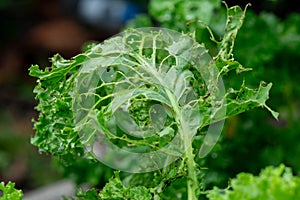 Close-up of kale growing with holes caused by garden pests eating the leaves. Fresh green kale leaves in the garden are being