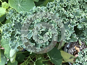 Close up on Kale Leaf in Wild Garden
