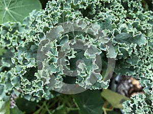 Close up on Kale Leaf in Wild Garden
