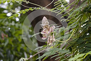 Kan Pai Mahidol flower is a type of vine named Afgekia mahidolae Burtt et Chermsir.A White and purple flower in Thailand. photo