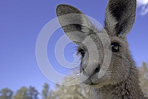 Close up of Kangaroo photo