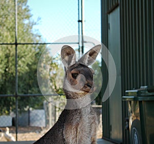 Close up of kangaroo looking towards camera
