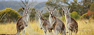 close-up of a kangaroo on a nature background