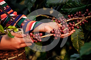 close up Karen farmer Hands harvest coffee